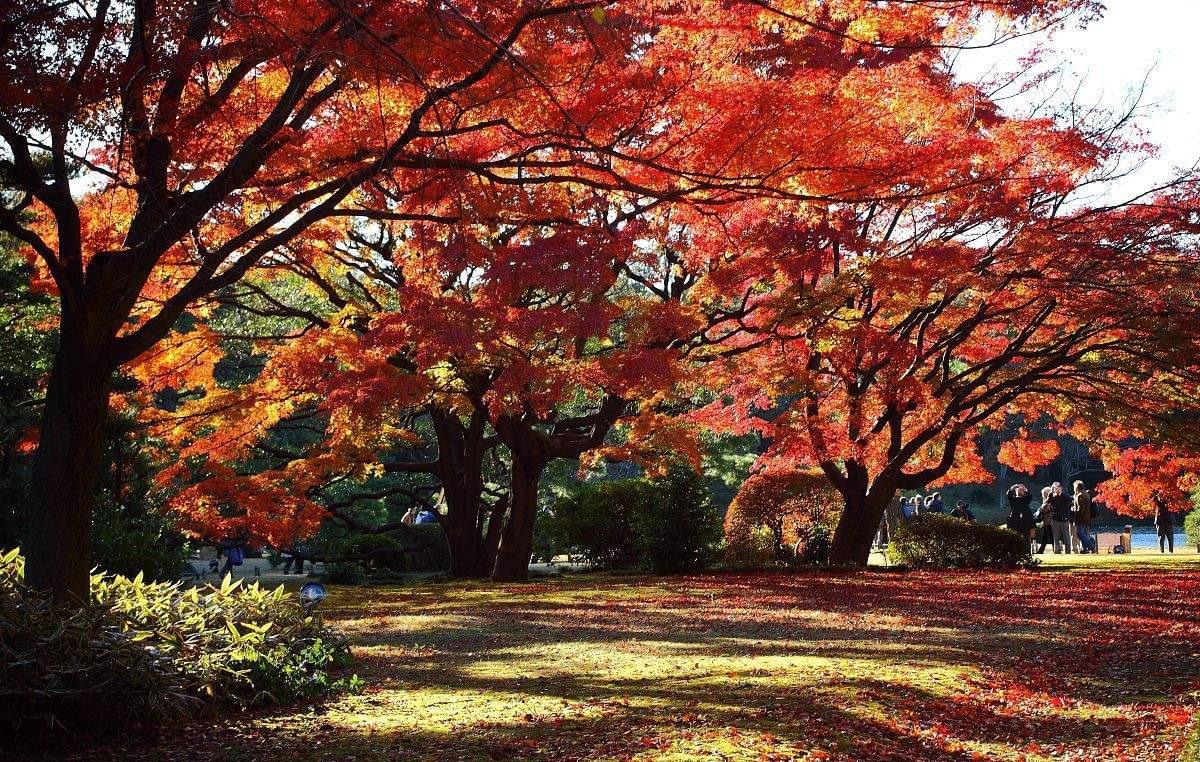 庭院